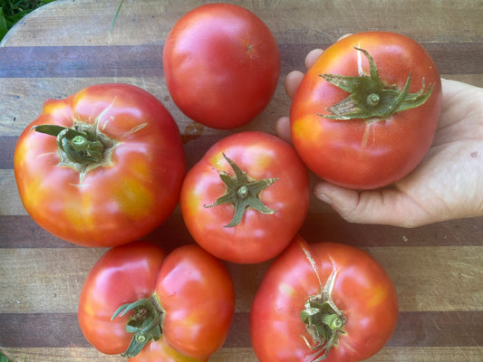 Berner Rose Heirloom Tomato