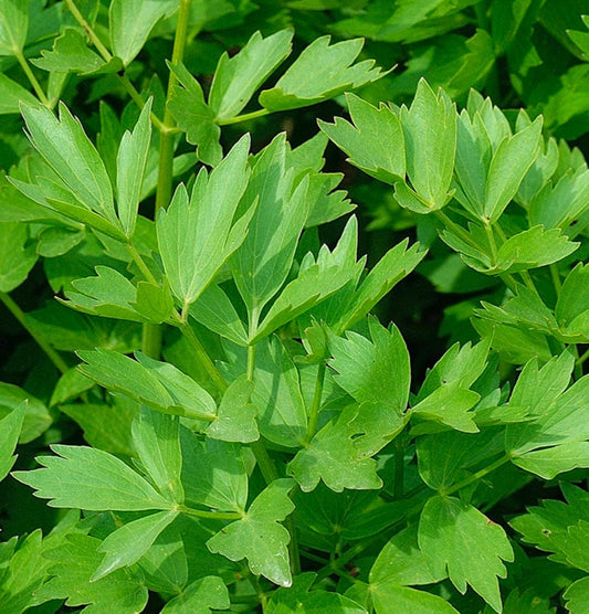 Lovage