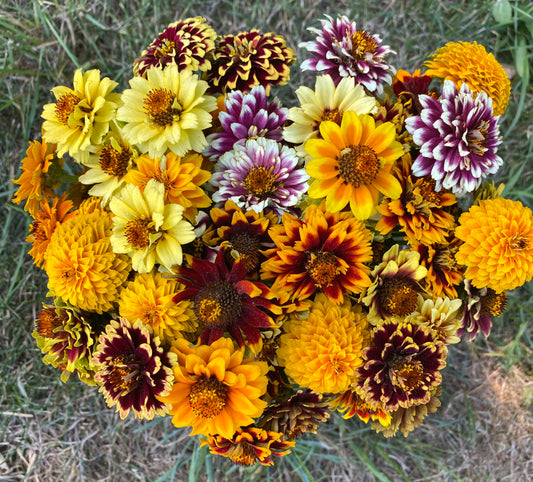 Jazzy Mix Zinnia