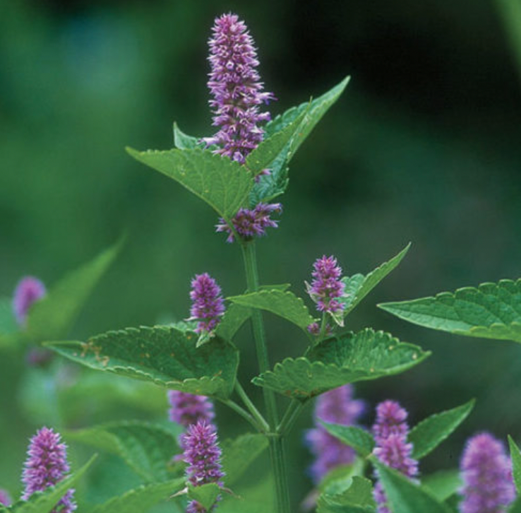 Anise Hyssop