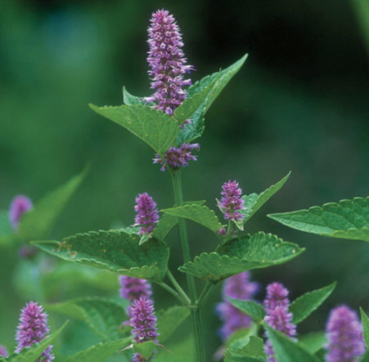 Anise Hyssop