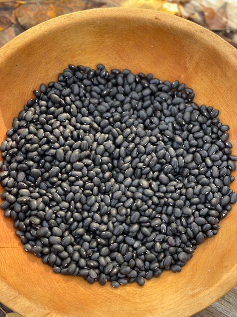 Black Turtle Dry Bush Bean