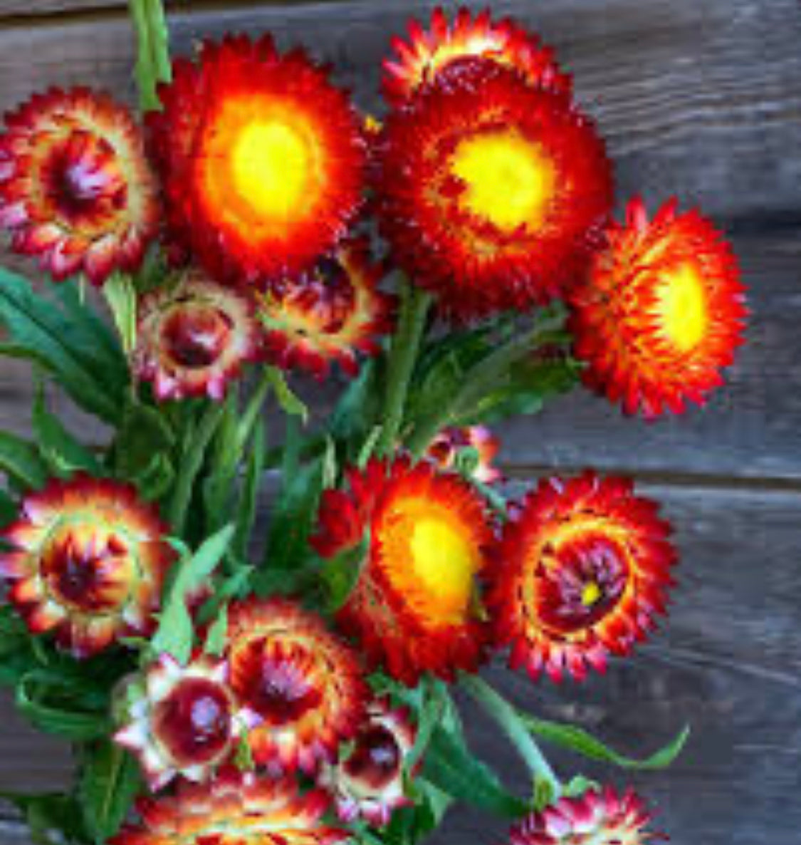 Copper Red Strawflower