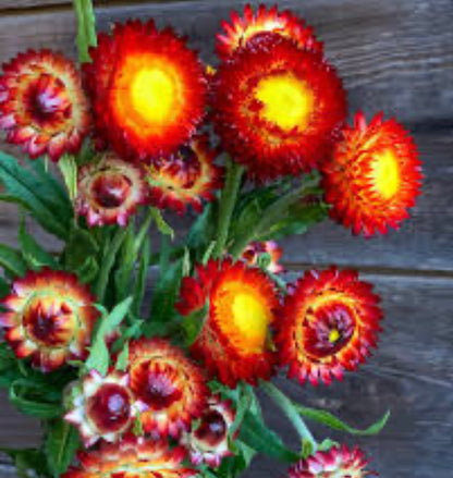 Copper Red Strawflower