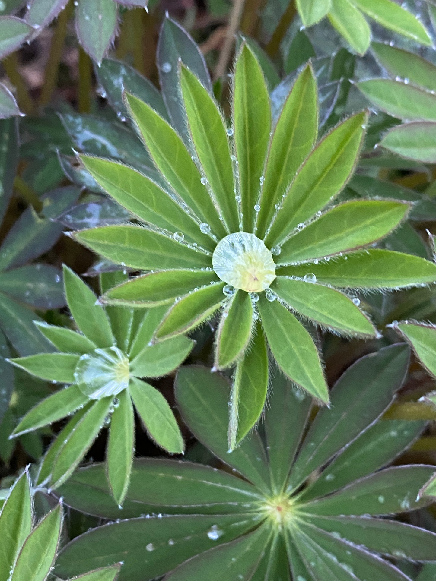 Lupine