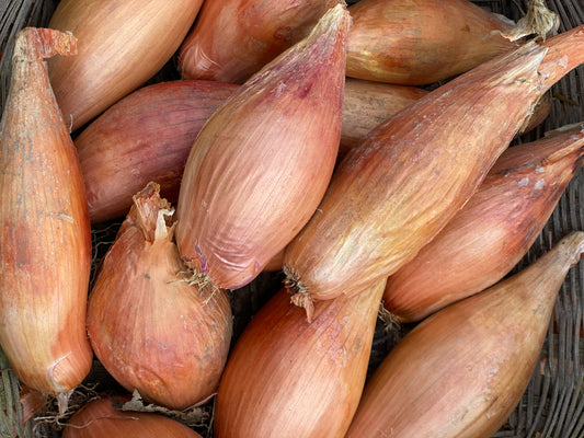 Zebrune Shallot