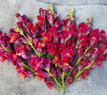 Copper Queen Snapdragon