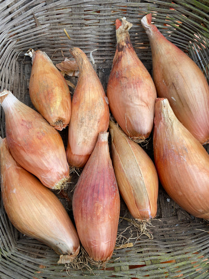 Zebrune Shallot
