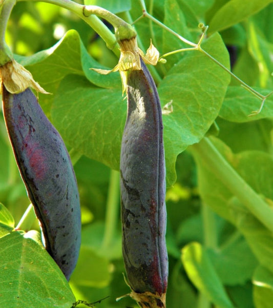 Clark's Beltony Blue Shelling Pea