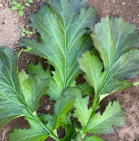 Oak Fire Mustard Greens