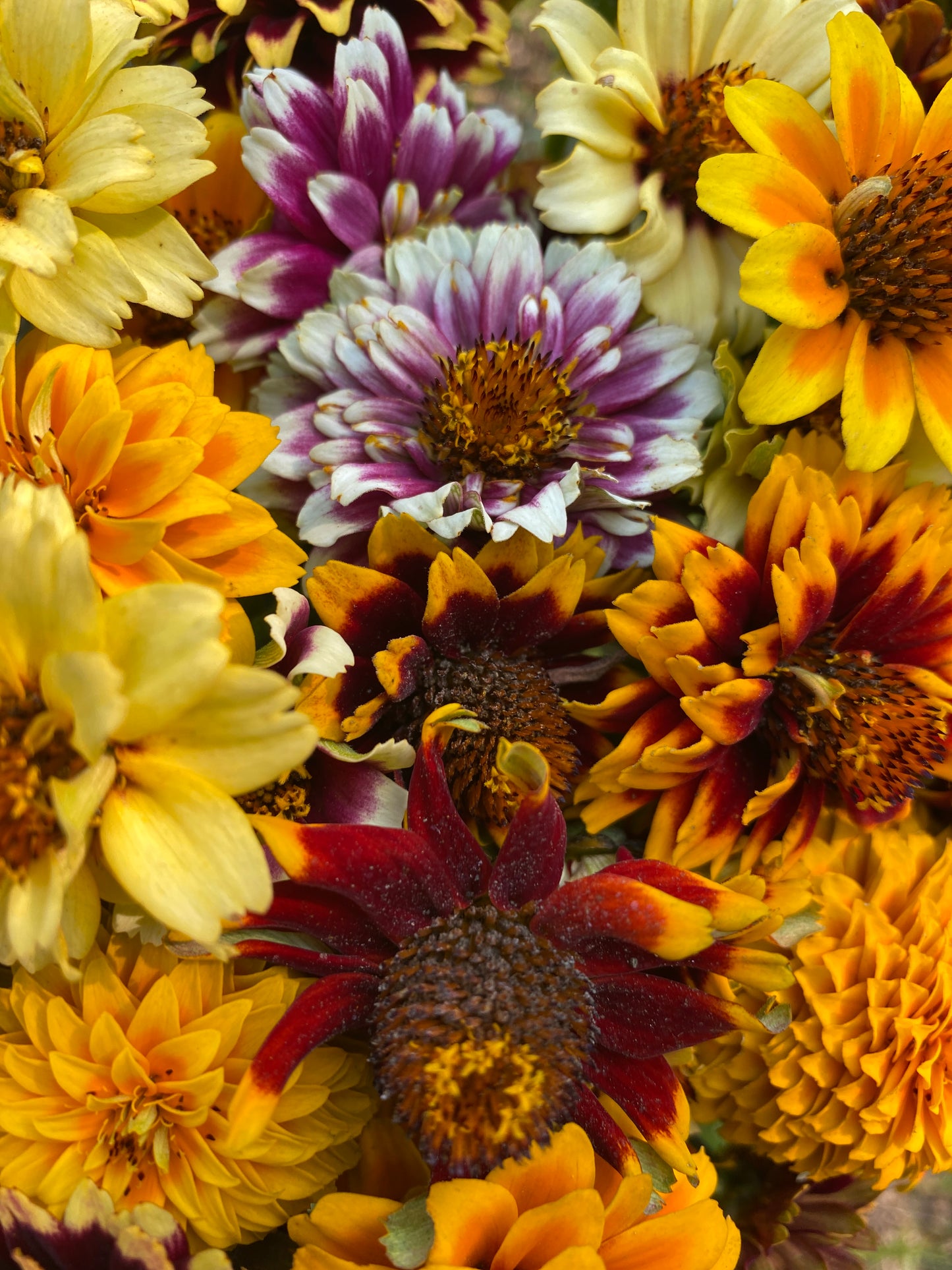 Jazzy Mix Zinnia