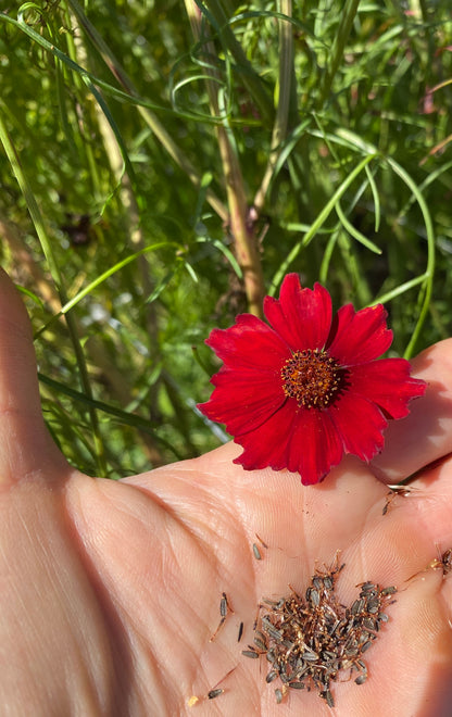 Cinnamon Dyer's Coreopsis
