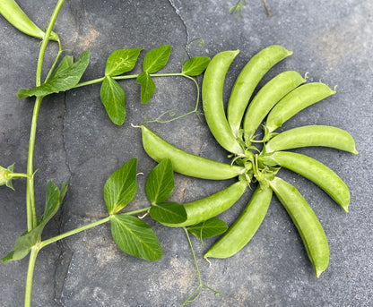 Sugar Snap Pea