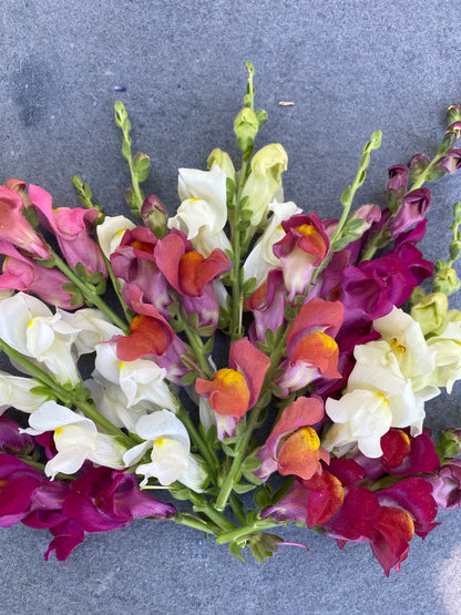 Snappy Multicolor Snapdragon Mix