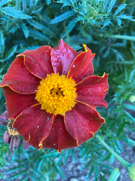 Tashkent Marigold