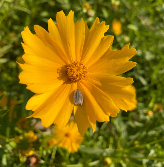 Lance Leafed Coreopsis
