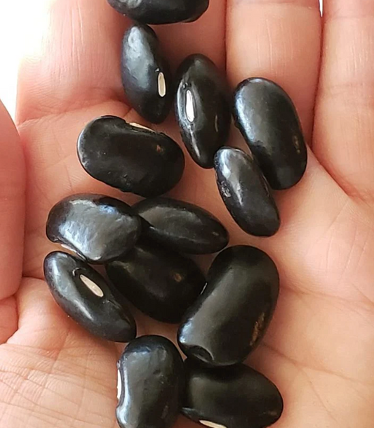 Coal Runner Bean