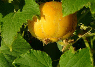 Lemon Cucumber