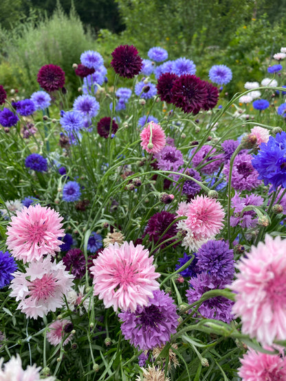 Spring Sown Pollinator Attractor Mix