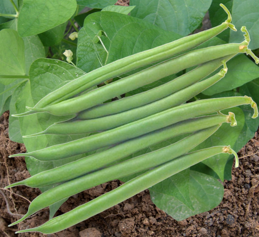 Jade Bush Bean