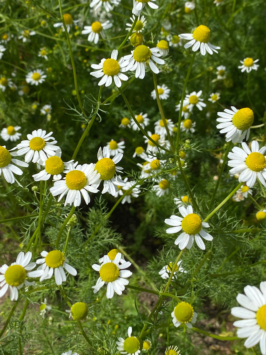 German Chamomile