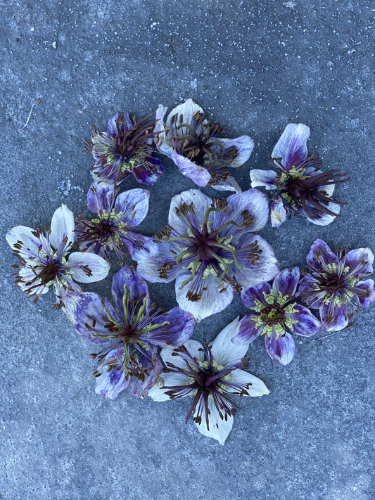 Delft Blue Nigella