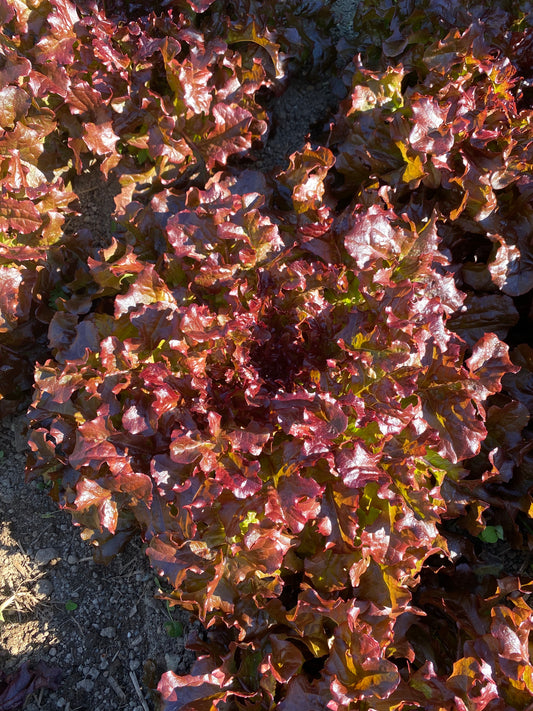 Mascara Leaf Lettuce