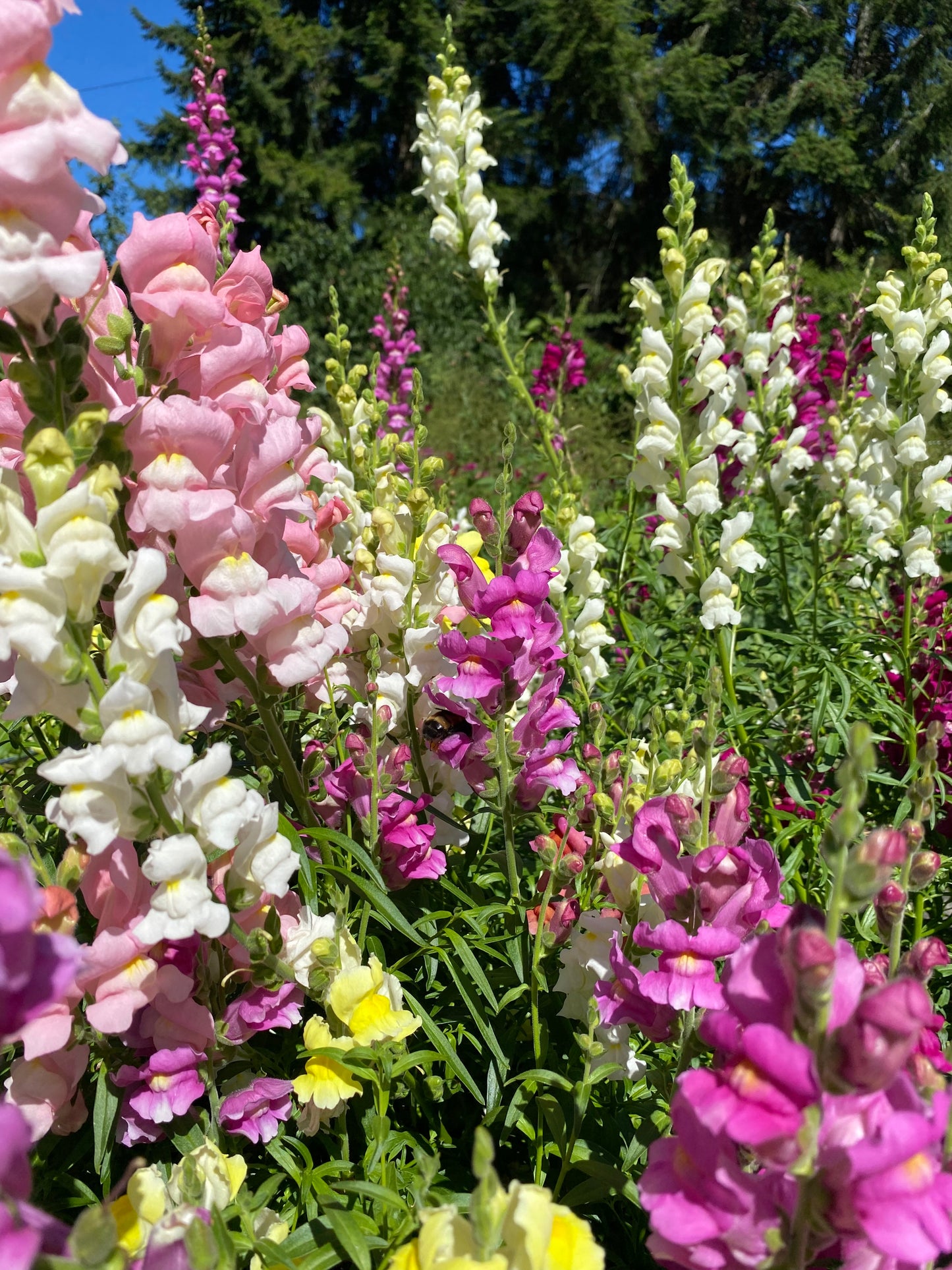 Snappy Multicolor Snapdragon Mix