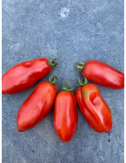 Ten Fingers of Naples Roma Tomato