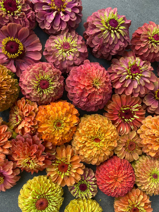 Queen Lime Rainbow Zinnia