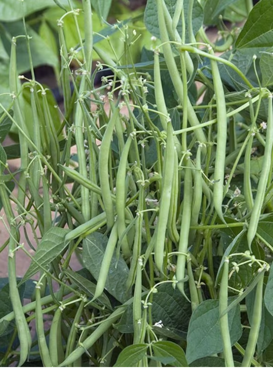 Masai Bush Bean