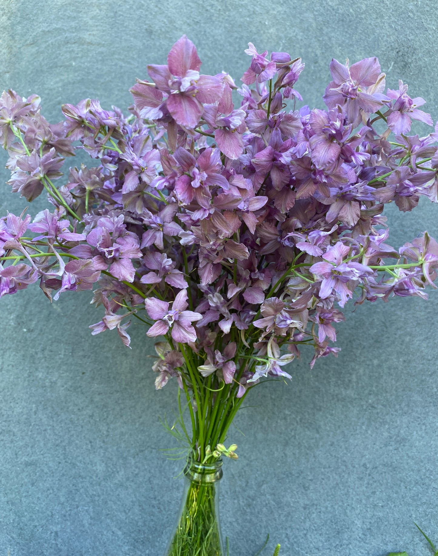 Earl Grey Larkspur