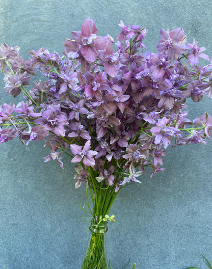 Earl Grey Larkspur