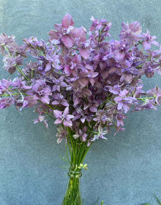 Earl Grey Larkspur