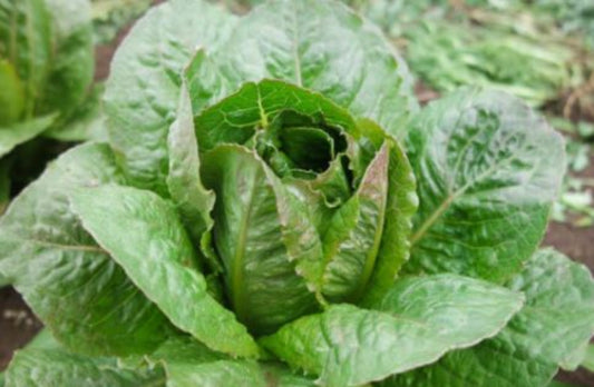 Bath Island Cos Lettuce