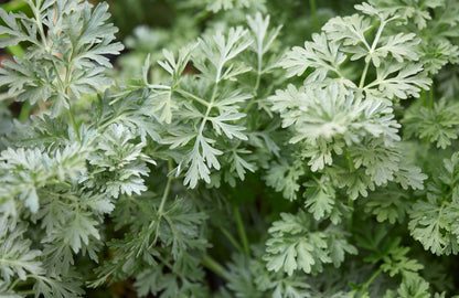 Wormwood