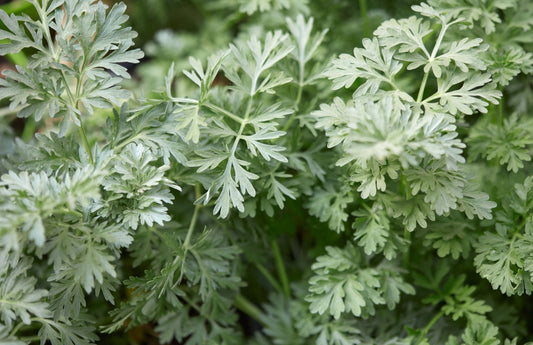 Wormwood