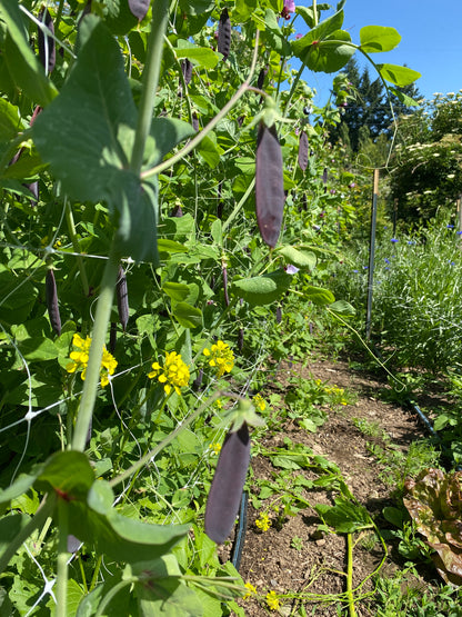 Clark's Beltony Blue Shelling Pea