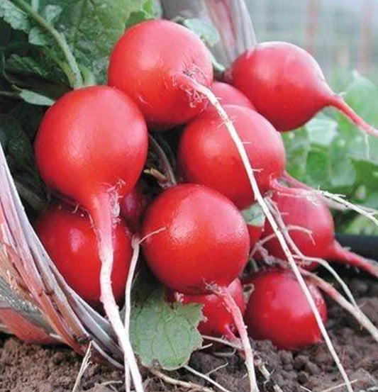Cherry Belle Radish