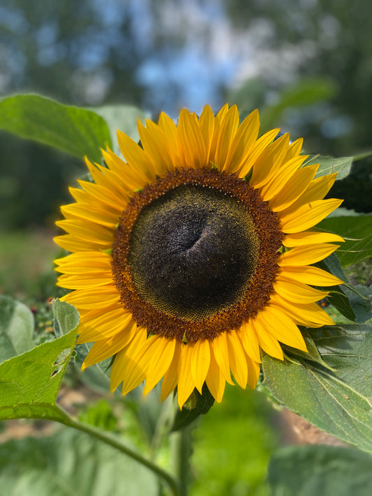Taiyo Sunflower