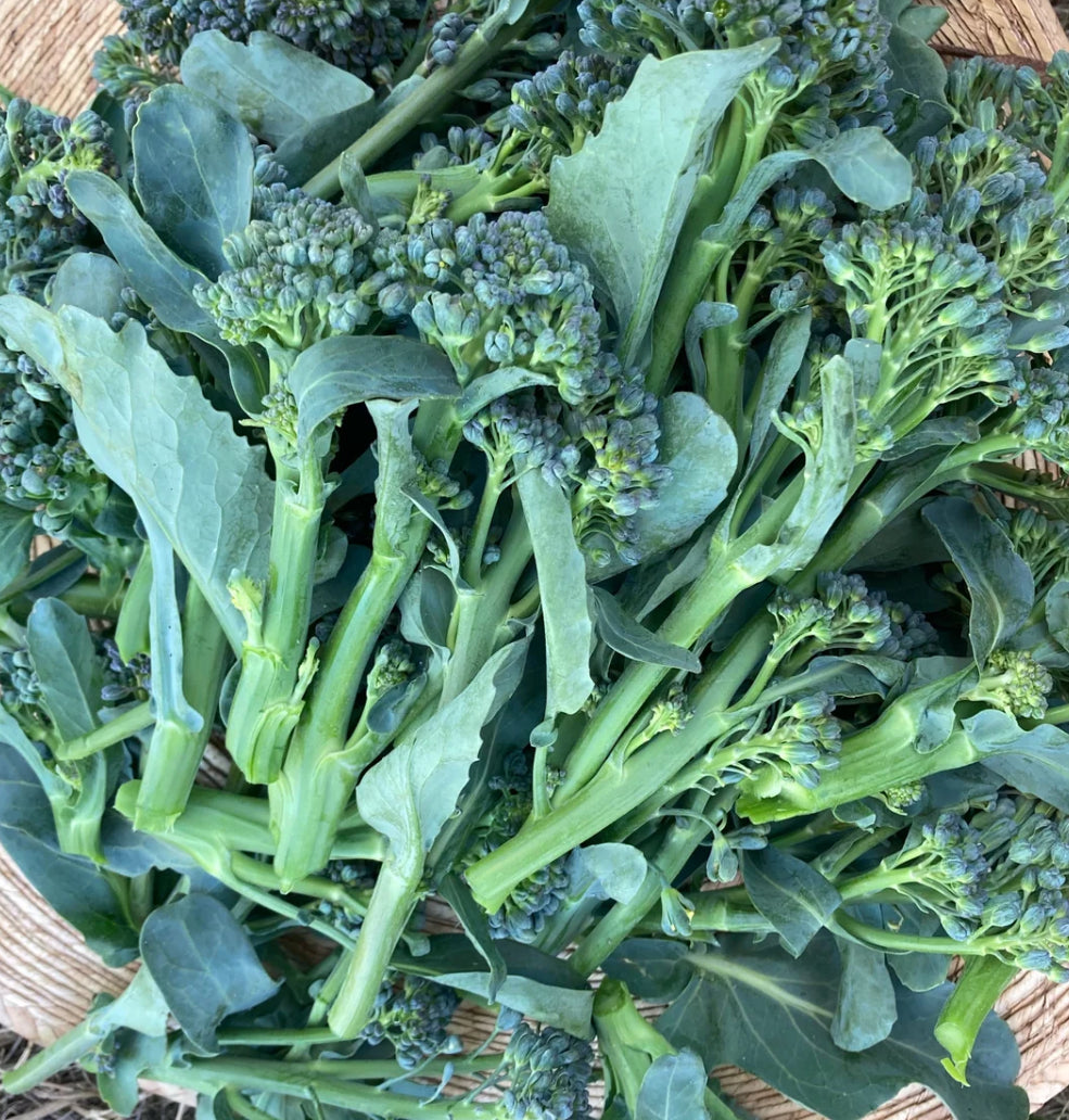 Saltwater Spring Sprouting Broccoli – Wild Dreams Farm and Seed