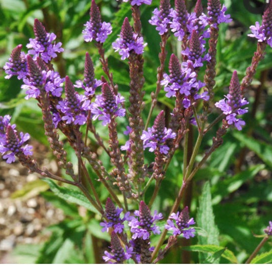 Blue Vervain