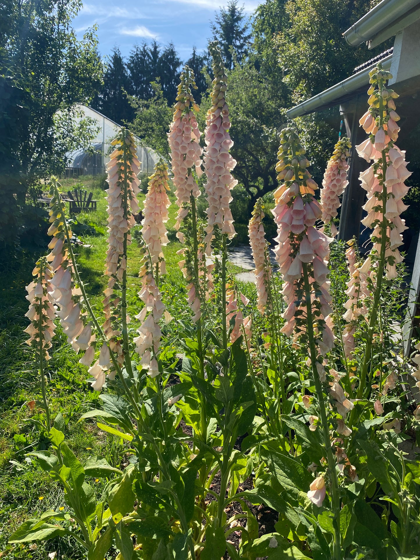 Apricot Foxglove