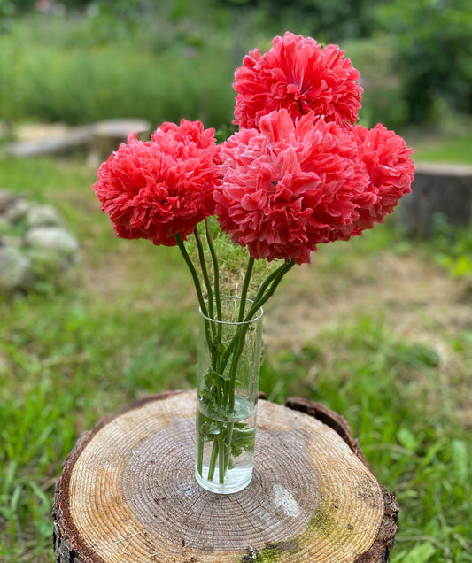 Frosted Salmon Peony Poppy