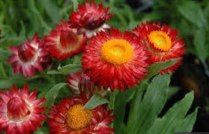 Copper Red Strawflower