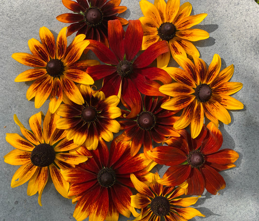 Autumnal Rudbeckia