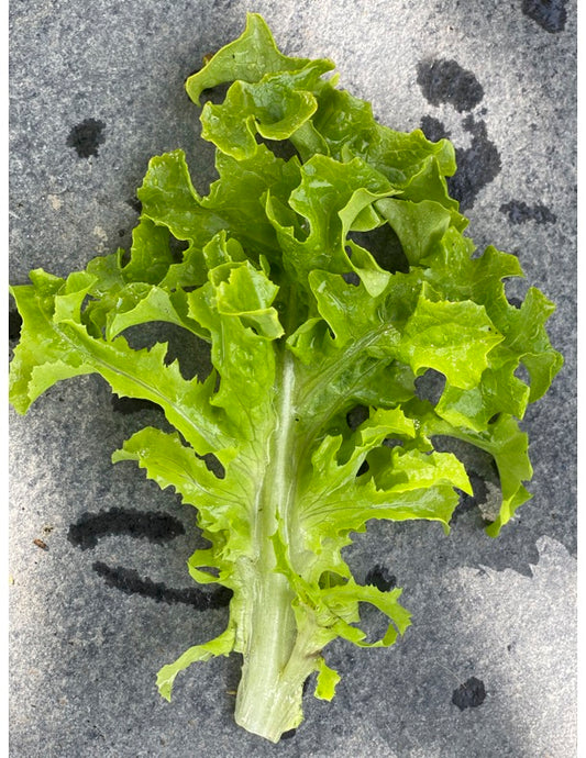Gold Rush Leaf Lettuce