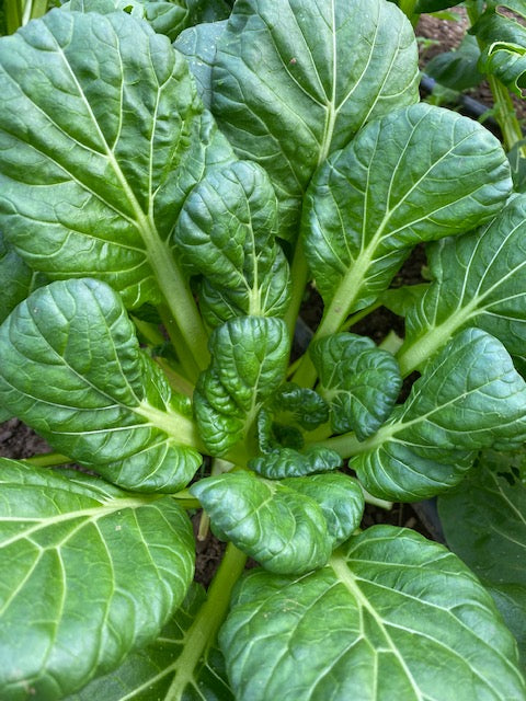 Tatsoi
