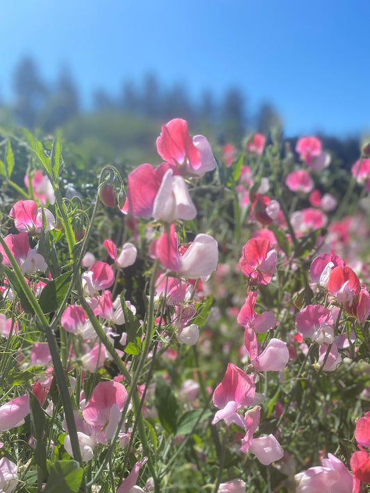 Painted Lady Sweet Pea