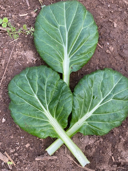 Tatsoi